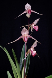 Paphiopedilum rothschildianum Orchids de Oro Direwolf KOTN AM/AOS 80 pts. Inflorescence